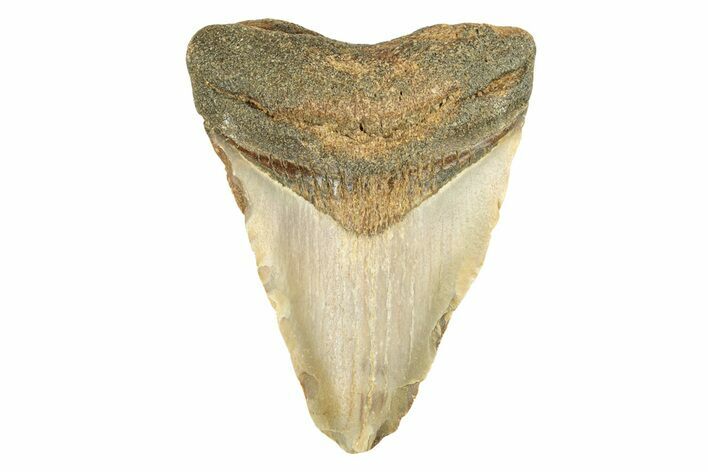 Juvenile Fossil Megalodon Tooth From Angola - Unusual Location #258568